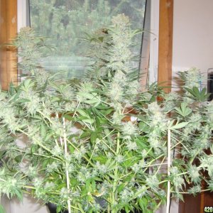 h00ks Hillbilly Grow 2016