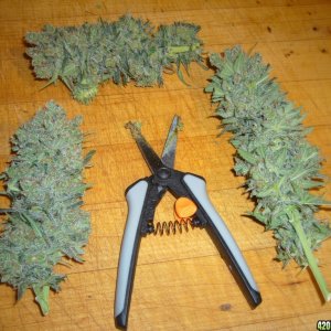 h00ks Hillbilly Grow 2016