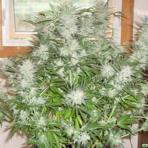 h00ks Hillbilly Grow 2016