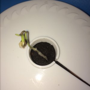 Aurora1 Week 1 Day 3 from seed