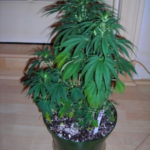 first_grow_134_RMV