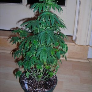 first_grow_135_Vicky