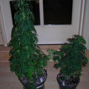 first_grow_136_Tad_Vicky