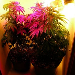 first_grow_137_RMV