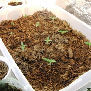 Blacken's Seedlings 2009