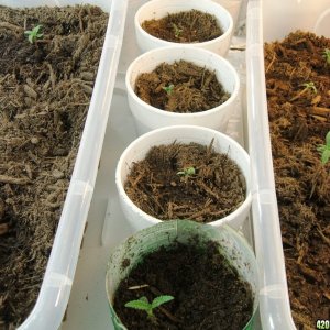 Blacken's Seedlings 2009