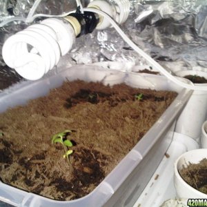 Blacken's Seedlings 2009