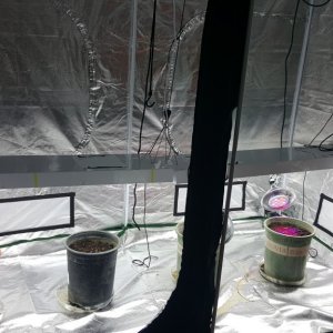 1st grow - tent - 2 sativa, 2 indica