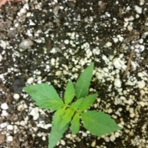 cfl grow day7