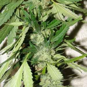 Organic Sour Diesel x OG Kush x Hindu Kush-Harvest Day-9/7/16