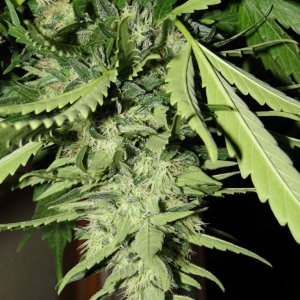 Organic Sour Diesel x OG Kush x Hindu Kush-Harvest Day-9/7/16