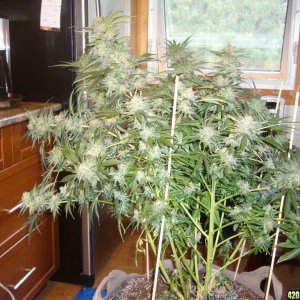 h00ks Hillbilly Grow 2016