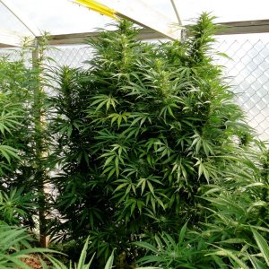 2016 Organic Multi-Strain Grow-Greenhouse #2-9/8/16