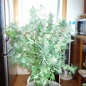 h00ks Hillbilly Grow 2016