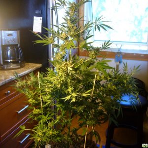 h00ks Hillbilly Grow 2016