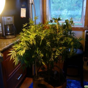 h00ks Hillbilly Grow 2016