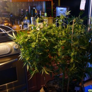 h00ks Hillbilly Grow 2016