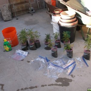 Transplanting Clones