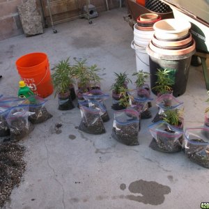 Transplanting Clones