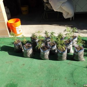 Transplanting Clones