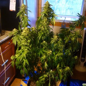 h00ks Hillbilly Grow 2016