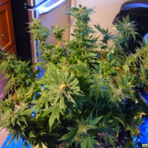 h00ks Hillbilly Grow 2016