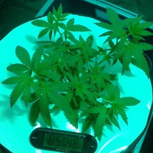 critical kush dwc