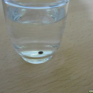 day003_seed_in_glass_water