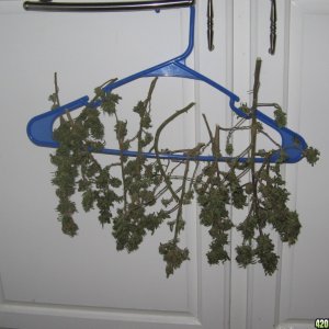 sativa harvest