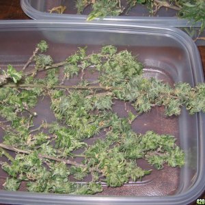 sativa harvest