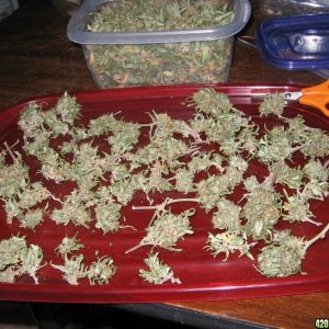 sativa harvest