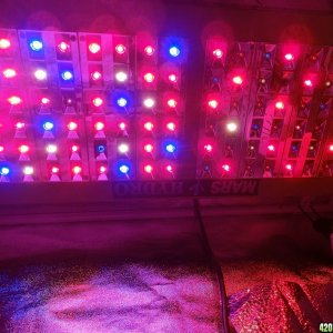 grow light