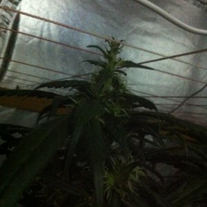 Unusual growth week 5 flower