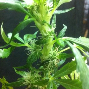 Really strange growth, week 5 flower, what is it?