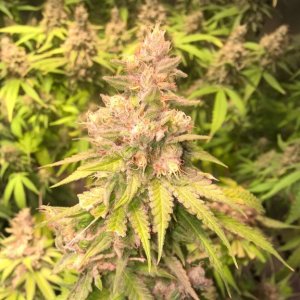 bagseed diesel