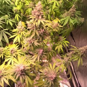 kryptofruit Kush