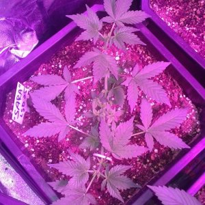 lsd 25 auto