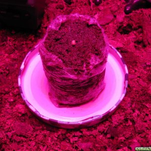 day007_germinated_jiffy