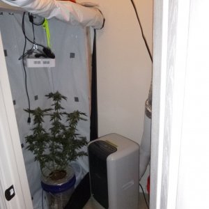 Modified Grow Space