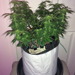 Raspberry1 Cough Week 11 Flowering Day 16