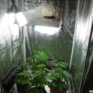 3x3 Gro Tent w/ CO2 wk6/Veg