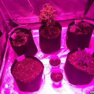 Cream of the Crop "Crop Circle Auto" perpetual grow