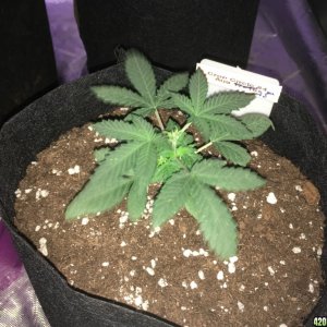 Cream of the Crop "Crop Circle Auto" perpetual grow