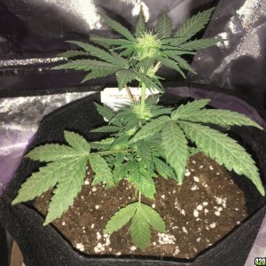 Cream of the Crop "Crop Circle Auto" perpetual grow