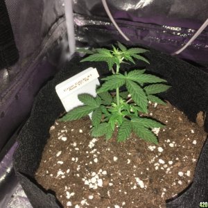 Cream of the Crop "Crop Circle Auto" perpetual grow