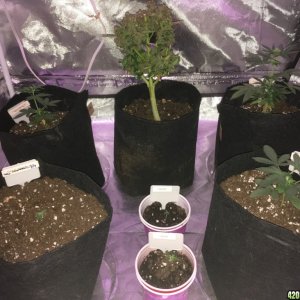 Cream of the Crop "Crop Circle Auto" perpetual grow