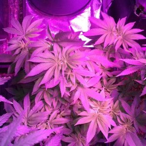 lsd 25 auto