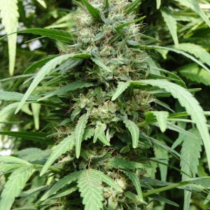 Organic Sour Diesel x OG Kush x Hindu Kush-Harvest Day-9/20/16