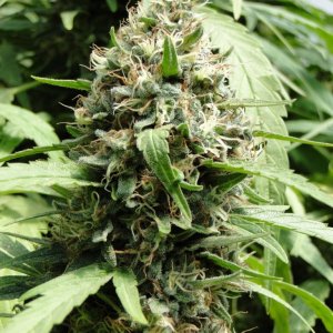 Organic Sour Diesel x OG Kush x Hindu Kush-Harvest Day-9/20/16