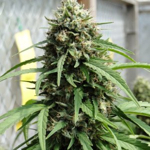 Organic Sour Diesel x OG Kush x Hindu Kush-Harvest Day-9/20/16